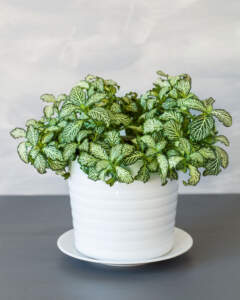 Fittonia