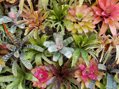 bromeliad on wall