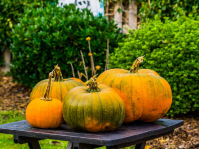 halloween and fall background green with orange pumpkins on a garden table seasonal holiday background