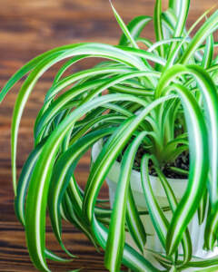 Spider Plant
