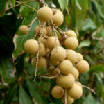 longan fruit tree