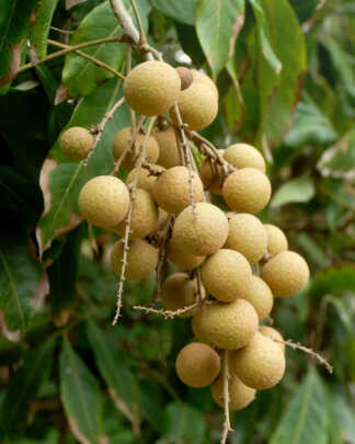 longan fruit tree