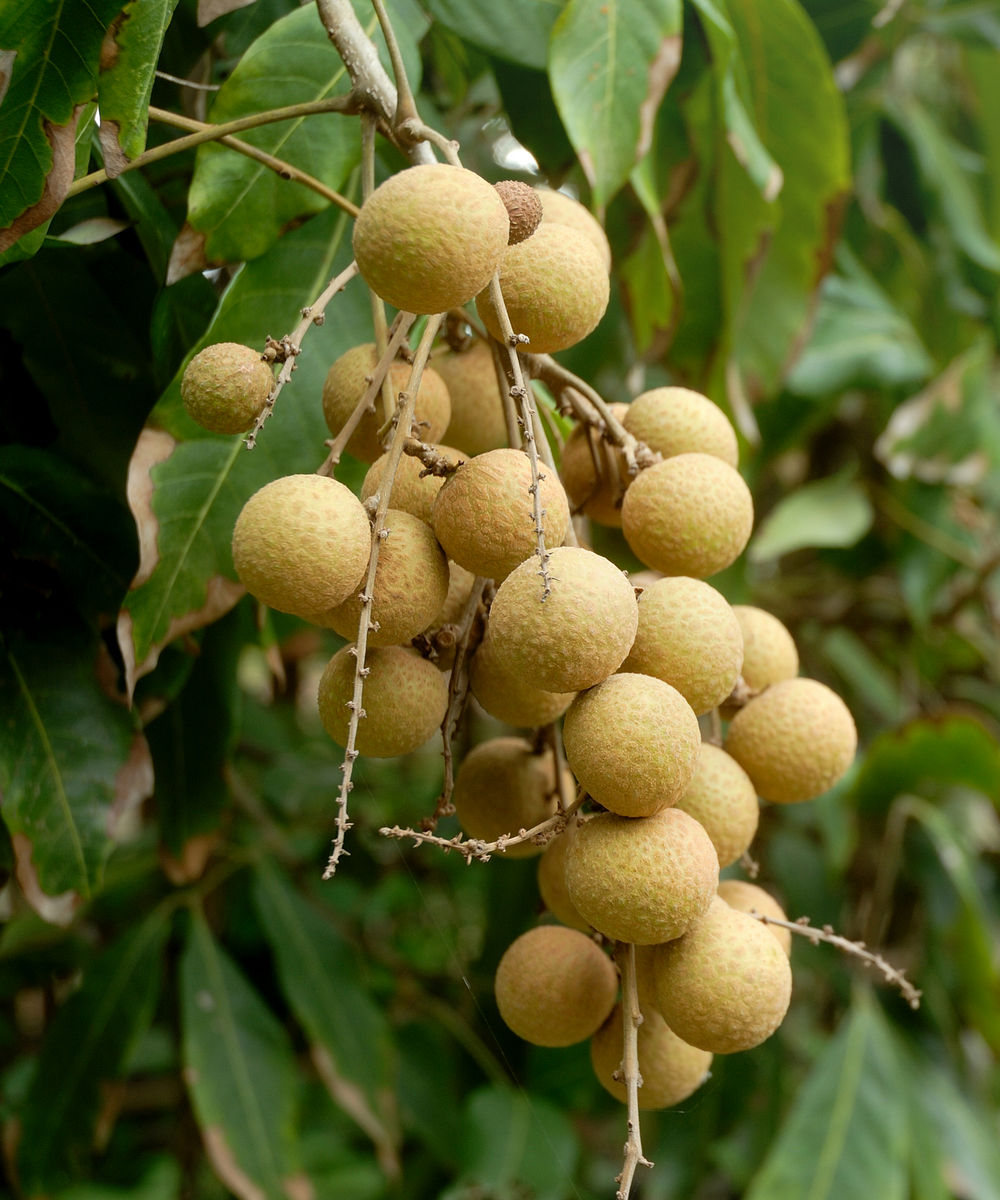 Longan Tree Fruit Longan Tree Fruit
