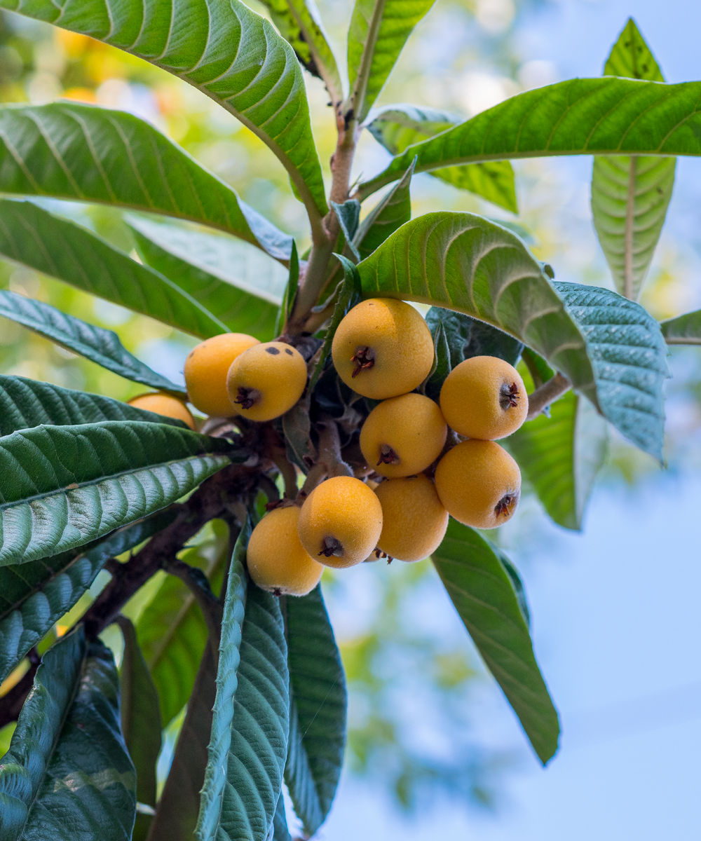 loquat edible fruit tree, eriobotrya japonica