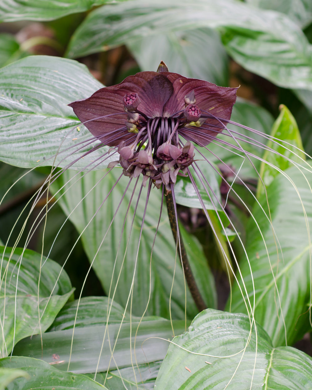 Black Bat Flower Plant - Polito Weddings