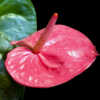 pink anthurium