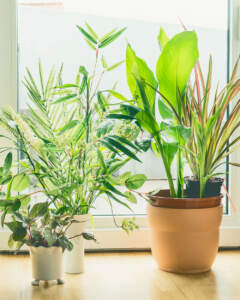 Plants near window