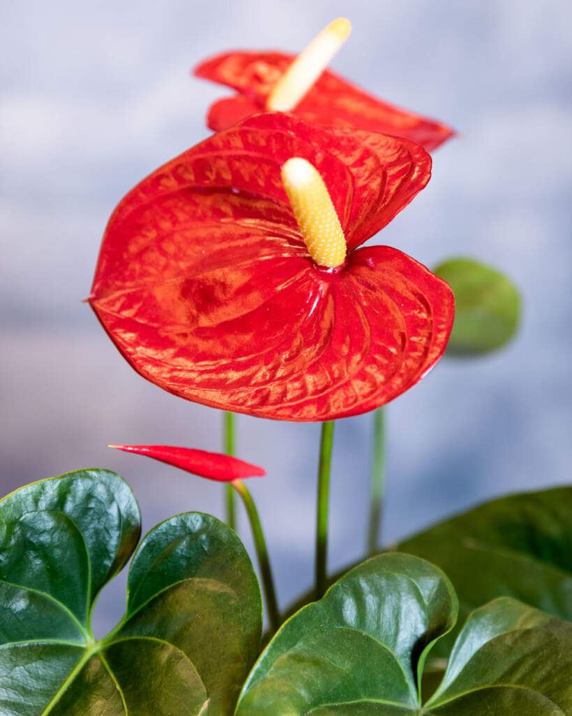 Red Anthurium PlantVine
