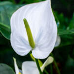 white anthurium