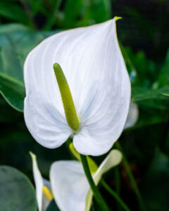 White Anthurium | PlantVine
