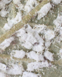 Mealy bugs