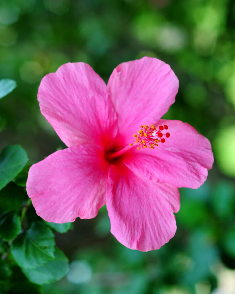 Tropical Hibiscus ‘Pink’ PlantVine