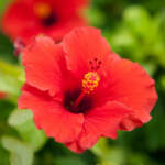 red hibiscus flower