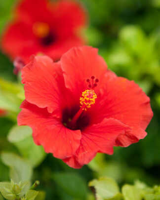 red hibiscus flower