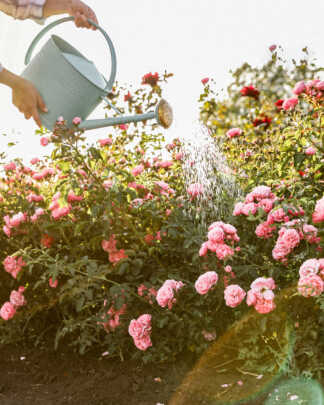 Garden Plants