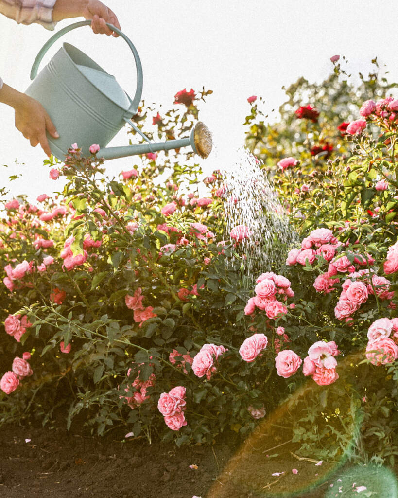 Garden Plants