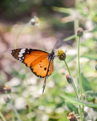 Butterfly Attracting Plants