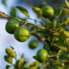 key lime