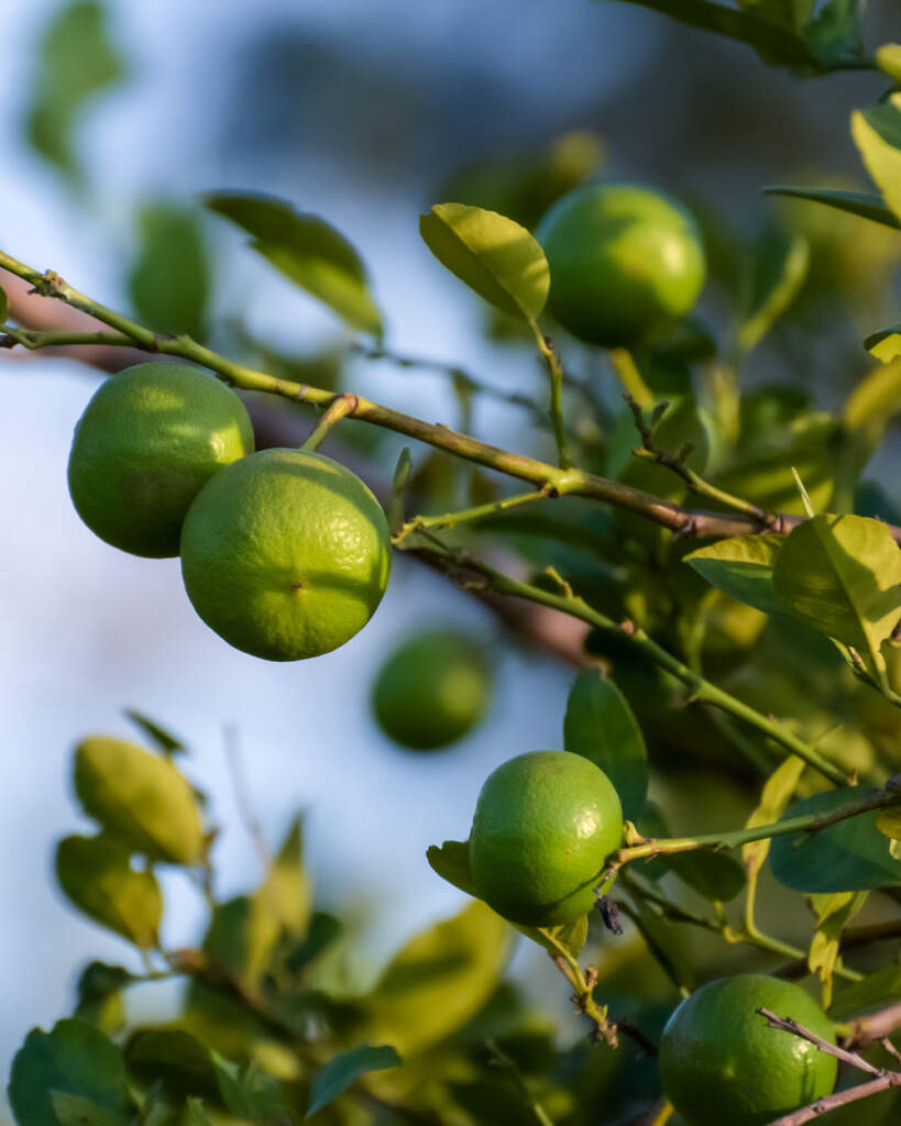Key Lime Citrus Tree