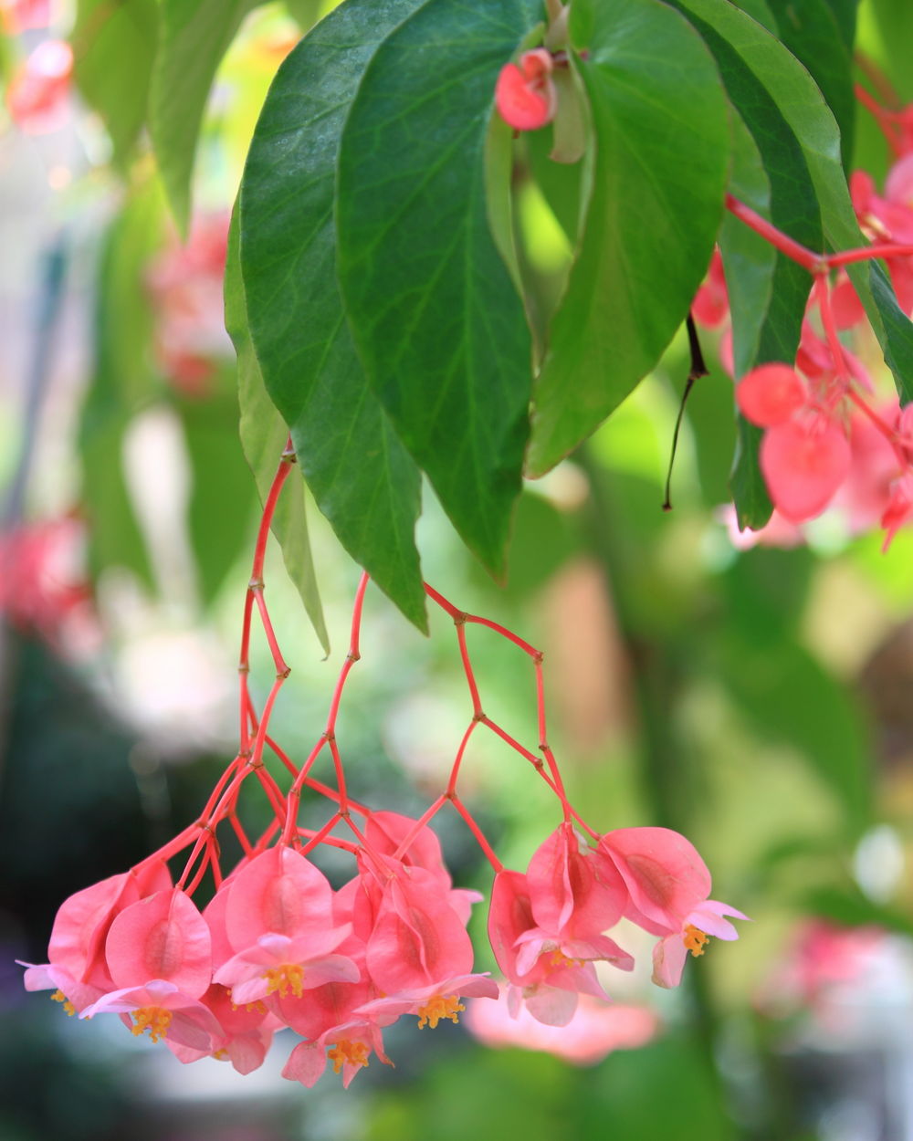 begonia ‘angel wing pink with green leaf’, angel wing begonia