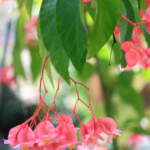 begonia angel wing pink flower
