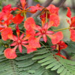 delonix regia flower