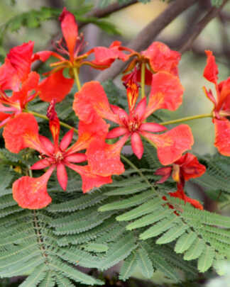 delonix regia flower