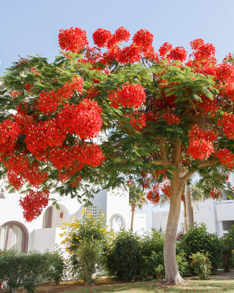 Buy Delonix regia, Royal Poinciana, Flamboyant Tree, Flame