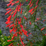 firecracker nush flower