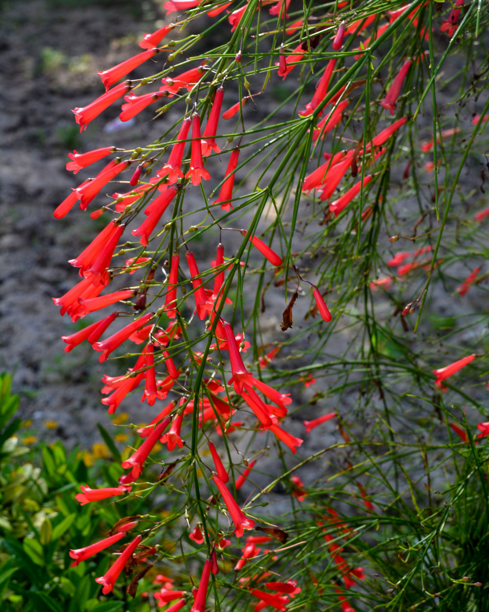 Image of Firecracker Plant red flower