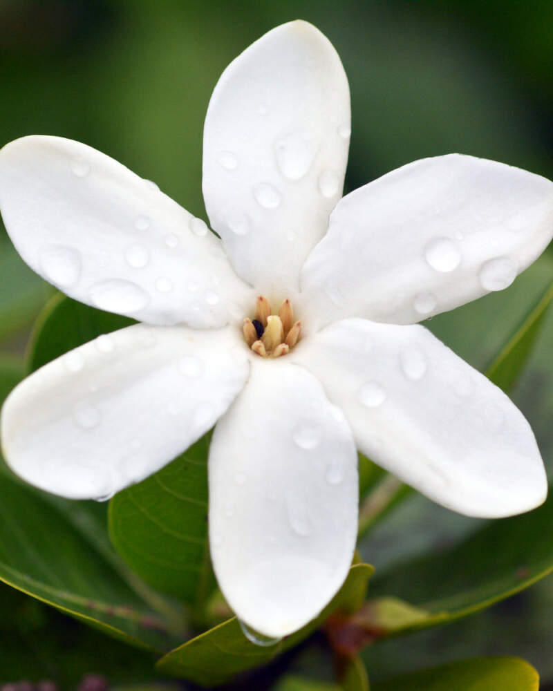 Tahitian Gardenia
