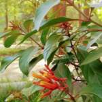 hamelia patens flower