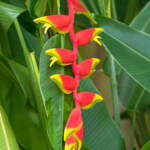 heliconia rostrata lobster claw heliconia flower