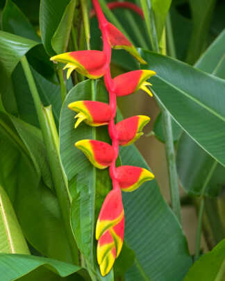 heliconia rostrata lobster claw heliconia flower