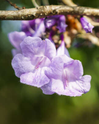 jacaranda caerulea flower