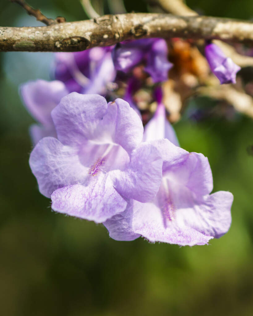 Jacaranda caerulea, Bahama Jacaranda PlantVine