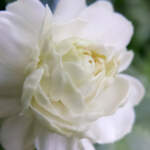 jasmine grand duke flower