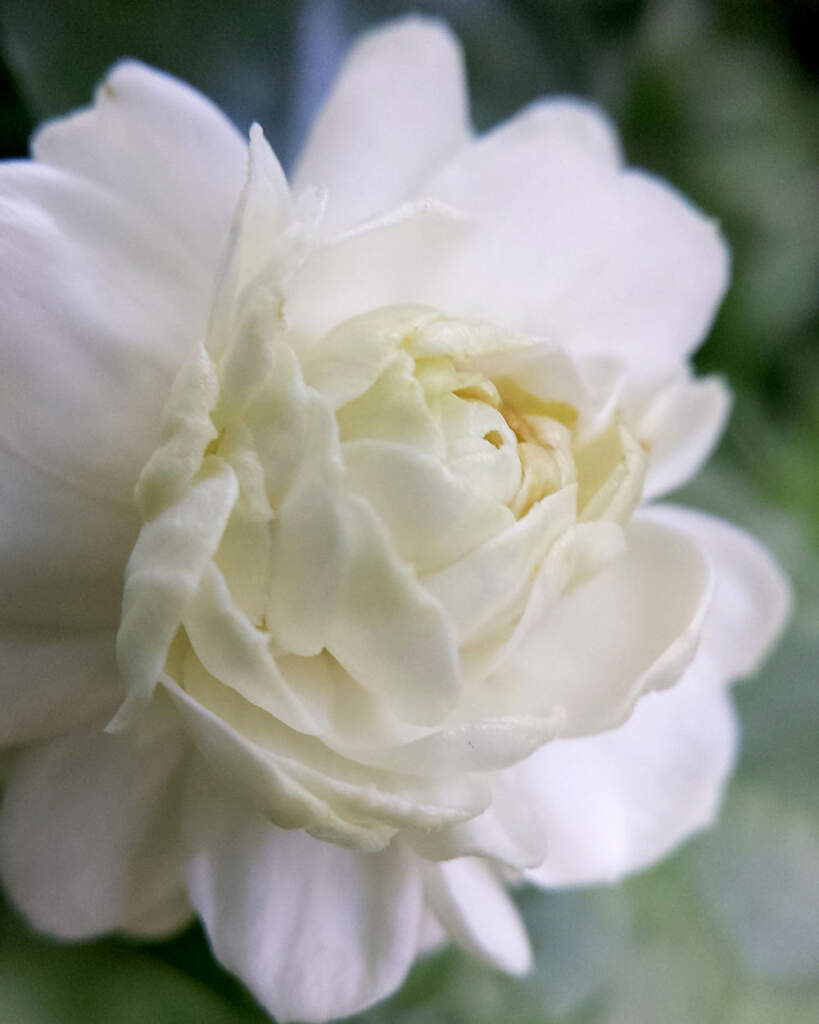 Grand Duke Jasmine PlantVine