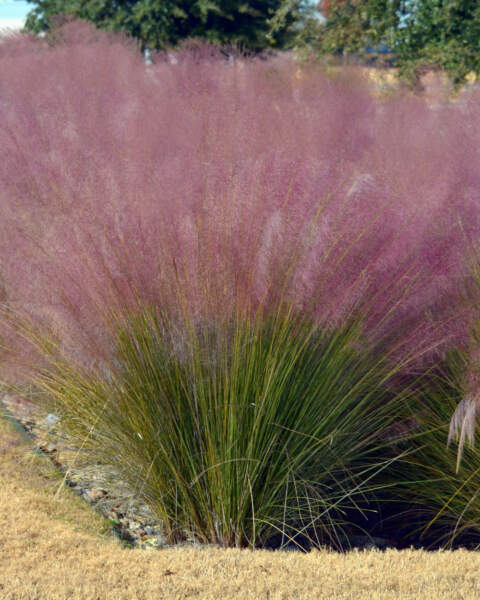 Planted Muhly Grass