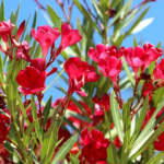 red oleander