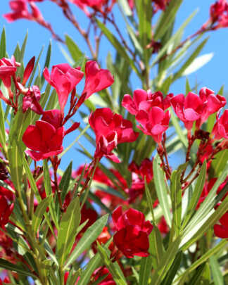 red oleander
