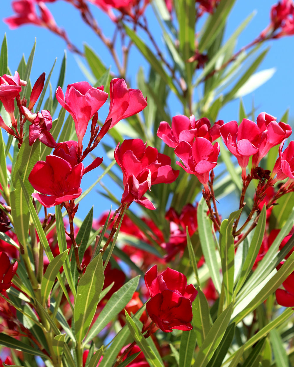 Oleander ‘Red’