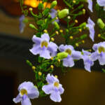 thunbergia grandiflora flower