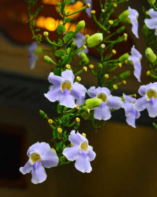 thunbergia grandiflora flower