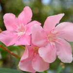 petite pink oleander