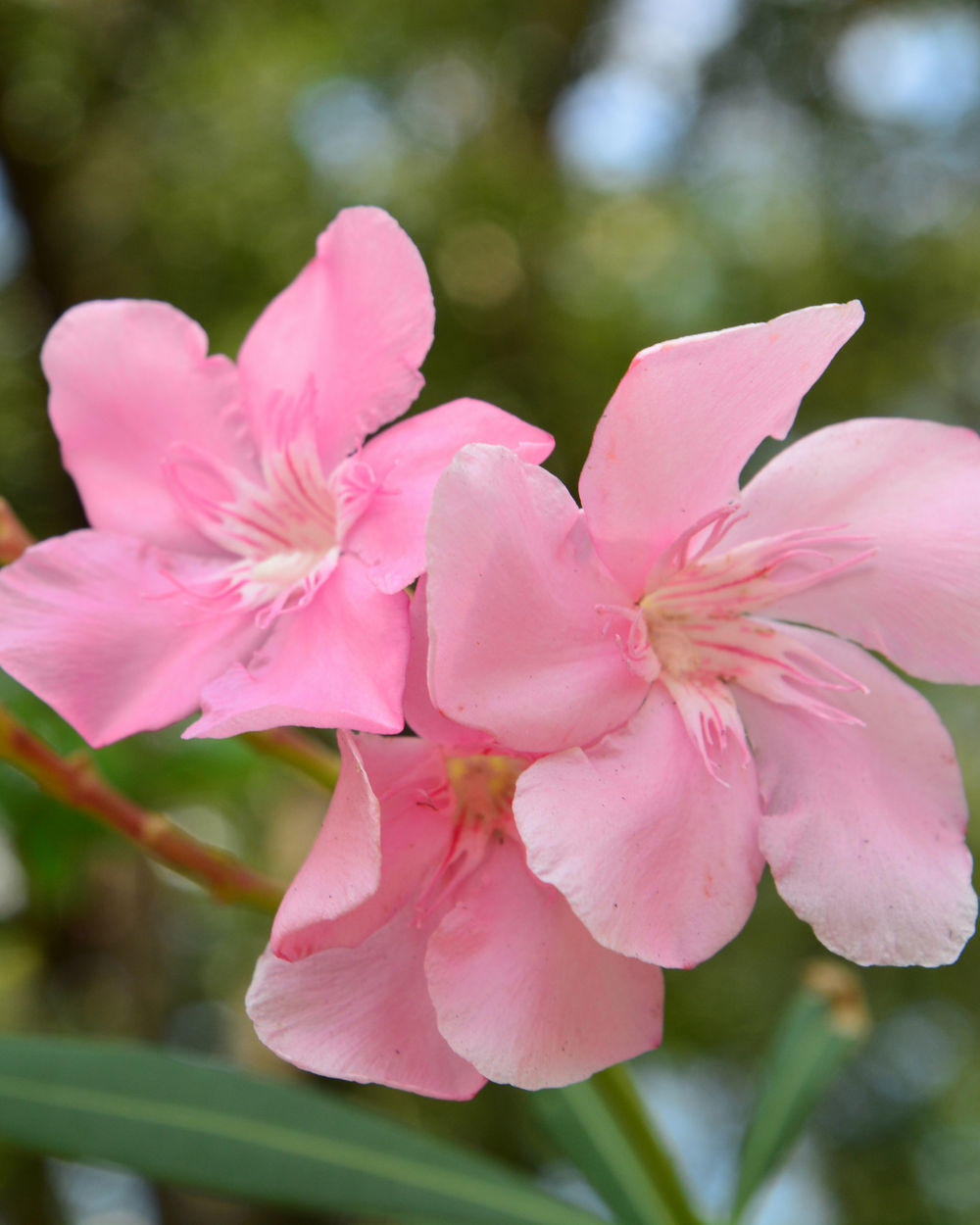 Oleander Plants For Sale