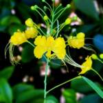 Yellow Pride of Barbados