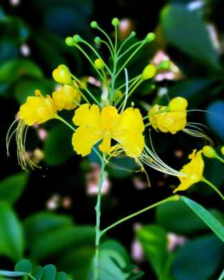 Yellow Pride of Barbados