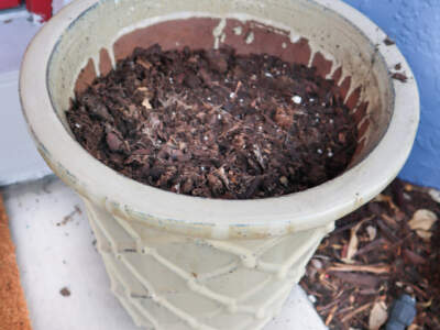Planter Arrangement