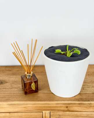 Venus Fly Trap 'Mammoth" - Medium, Bush